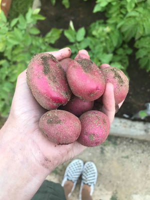 A handful of freshly harvest red potatoes.