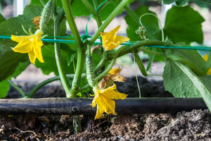 Cucumbers growing in a bed with drip irrigation.
