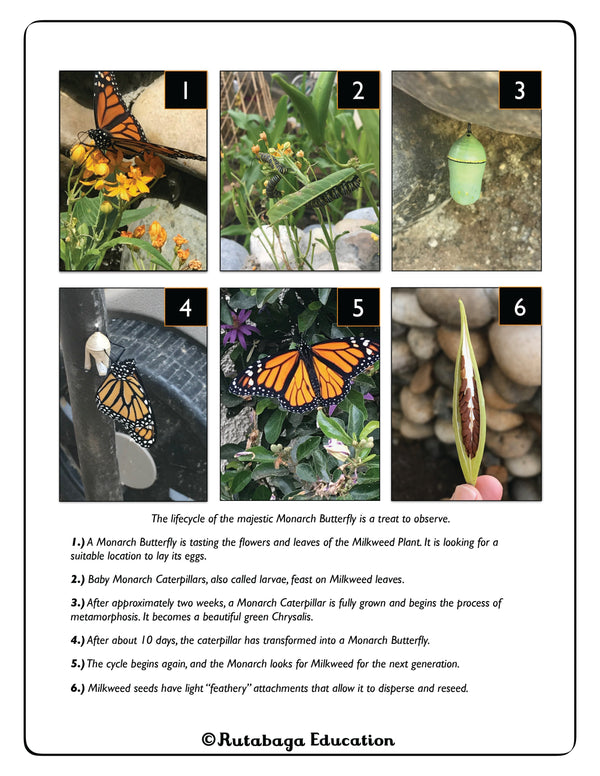 A photo of a page within a book that shows the lifecycle of a Monarch Butterfly.