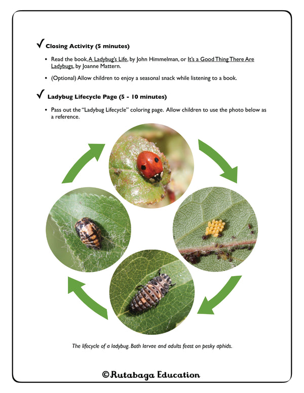 A photo of a page within the book that shows the lifecycle of a ladybug.