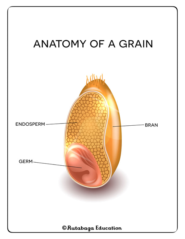 A diagram that shows the anatomy of a whole grain. It include the outer bran and interior endosperm and germ.