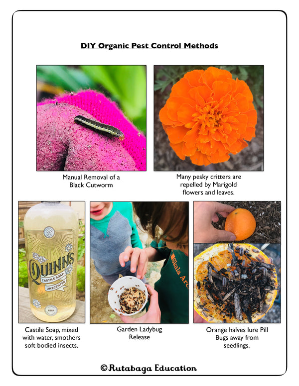 Photos of organic pest control methods.