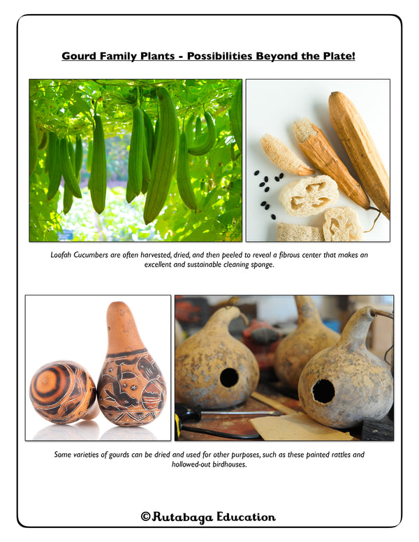 Photos of how gourds can also be used in addition to consuming them.