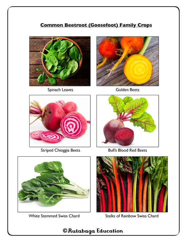 Multiple photos that show crops included within the Beetroot Family.