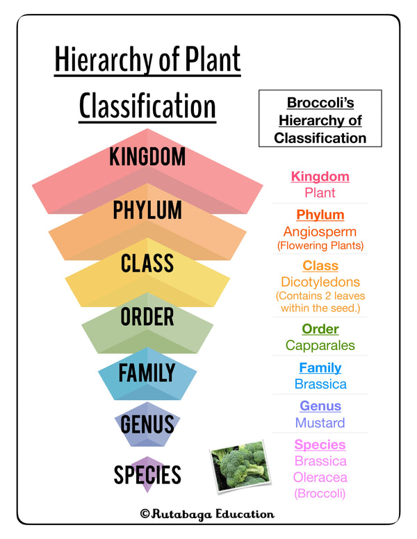 A pictograph that shows the Hierarchy of Plant Classification. It also includes Broccoli's Hierarchy of Classification.