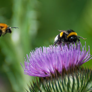 A close up shot of a bumble bee on a thistle flower.