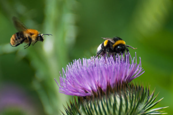 A close up shot of a bumble bee on a thistle flower.