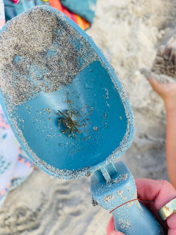 A small crab being held in a sandy Rutabaga Garden Tool scoop.