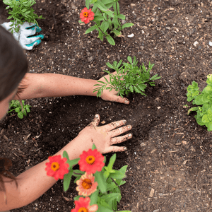 A child planting a small plant into the soil.