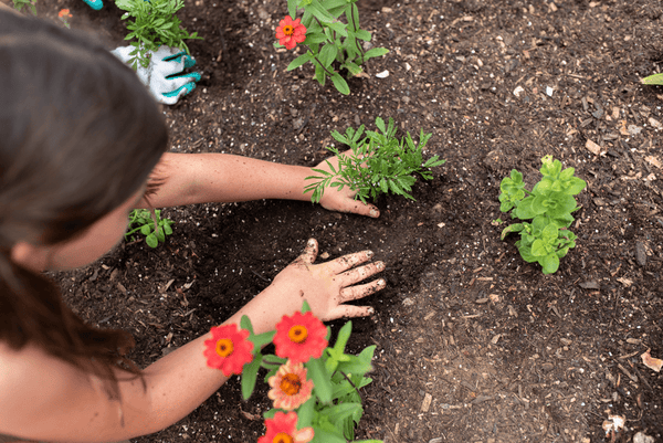 A child planting a small plant into the soil.
