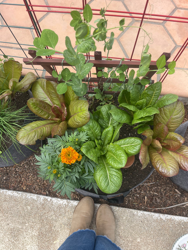 Spring Garden Classes - Thursdays