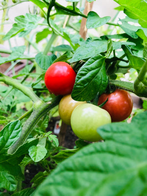 A close up shot of tomatoes growing on a vine.