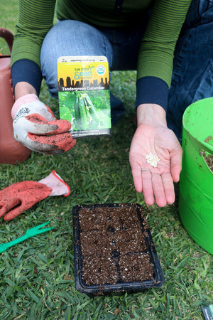 A woman's hand with cucumber seeds in her palm and holding the seed packet.