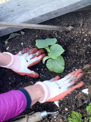 Two hands with garden gloves planting a cucumber seedling into a garden bed.
