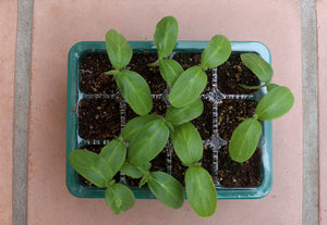 A close-up shot of cucumber seedlings.