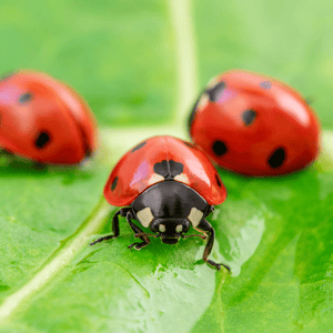 A close up photo of three ladybugs on a leaf.