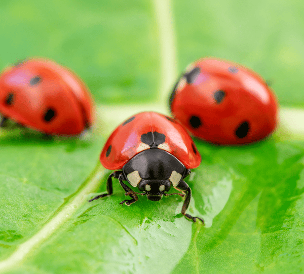 A close up photo of three ladybugs on a leaf.