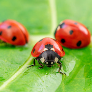 A close up shot of three lady bugs on a leaf.