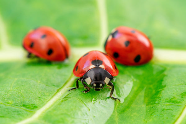 A close up shot of three lady bugs on a leaf.
