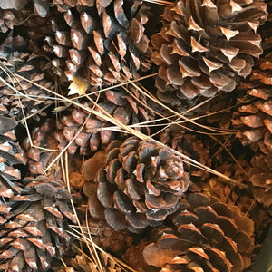 A closup photo of a pile of pinecones and pine needles.
