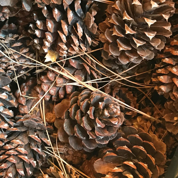 A closup photo of a pile of pinecones and pine needles.