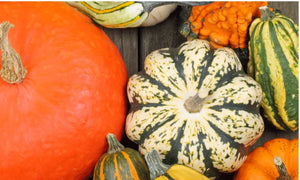 A close up shot of some pumpkins.