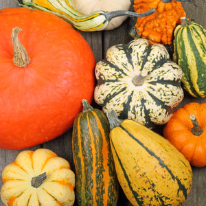 A close up shot of various type of pumpkins.