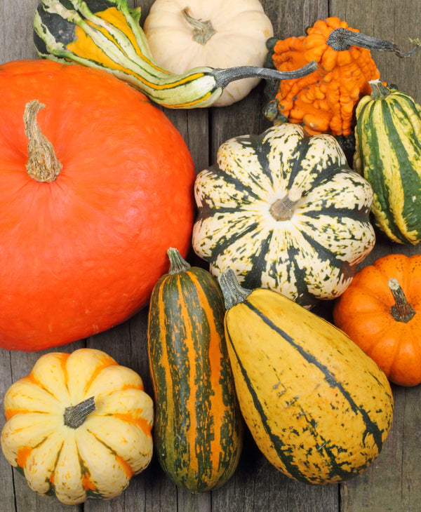 A close up shot of various type of pumpkins.