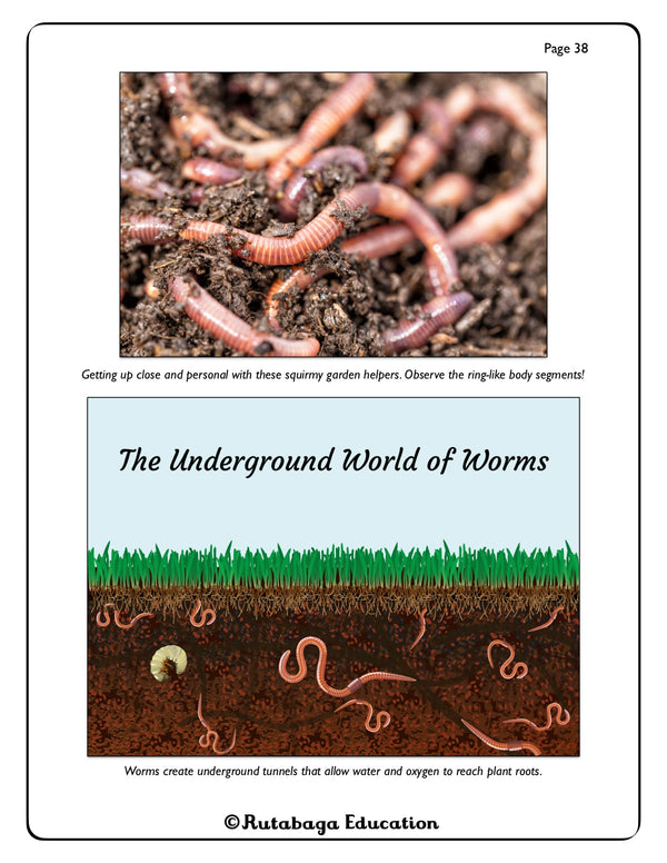 A photo on top of actual earthworms digging into surface soil. There is another illustration below that show the earthworms digging tunnels underground.