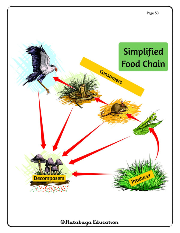 An infograph showing a simplified food chain.