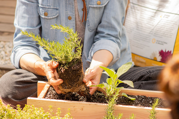 Fall Garden Classes - Thursdays