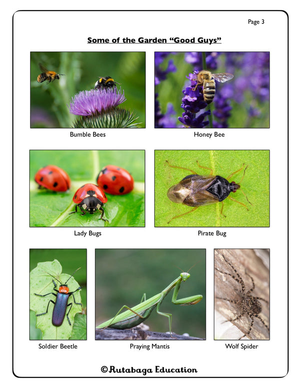 Photos of the beneficial insects you can find in a garden.