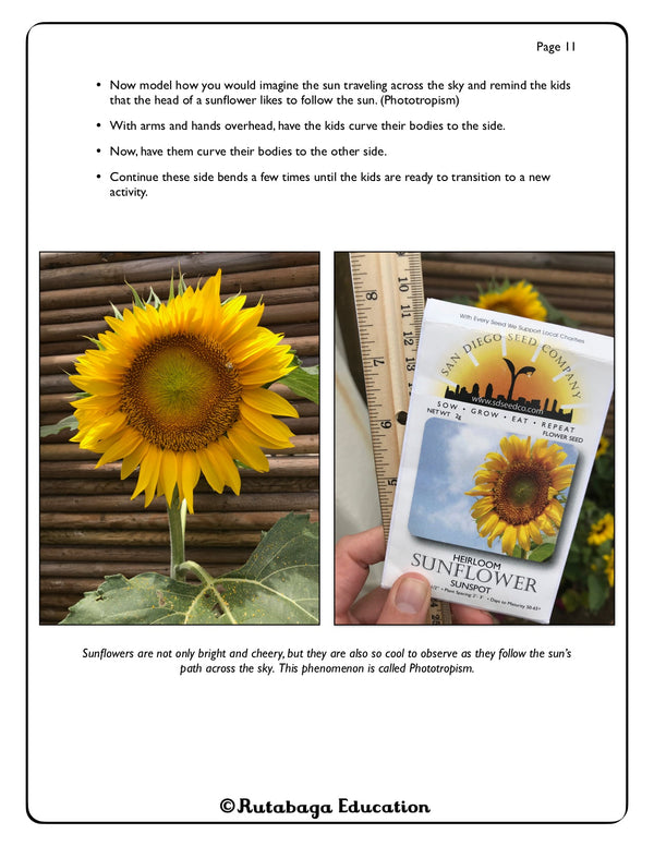 Some text and then one photo of a large sunflower and one photo showing two packets of sunflower seeds.