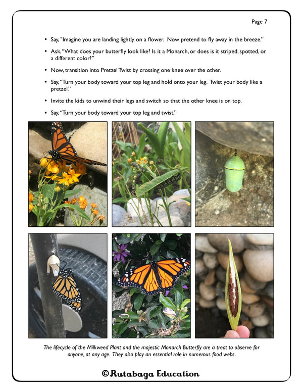 Images that show the lifecycle of a Monarch Butterfly as well as the Milkweed Plant.