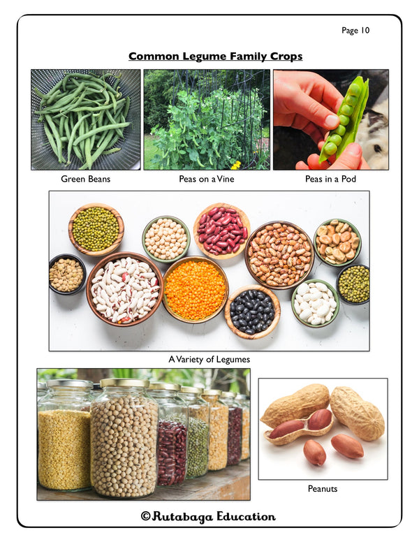 Multiple photos that show the legume family crops.