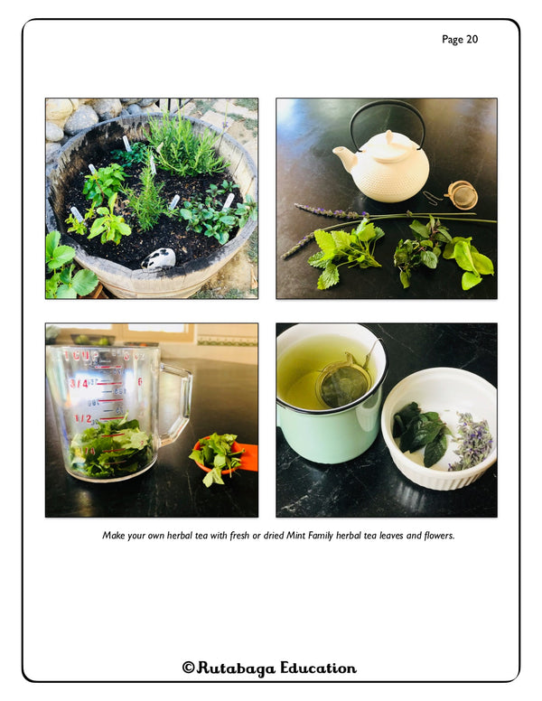 Four photos that show the steps taken to brew hot tea from fresh herbs.