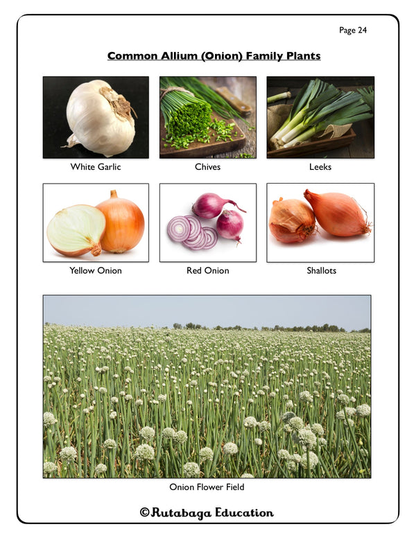 Photo that show common Allium Family Plants and includes White Garlice, Chives, Leeks, Yellow Onion, Red Onion, Shallots, and an Onion Flower Field.