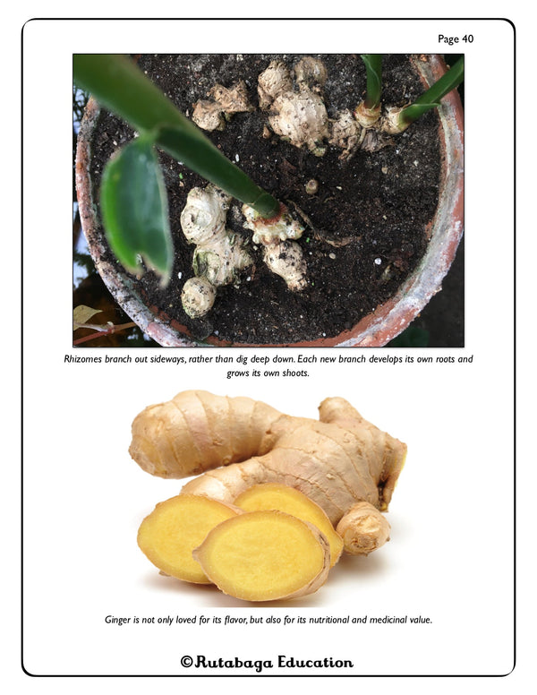 This photo shows a page from the book  with pictures of the rhizome ginger planted and another picture of ginger harvested and cut cross-wise.