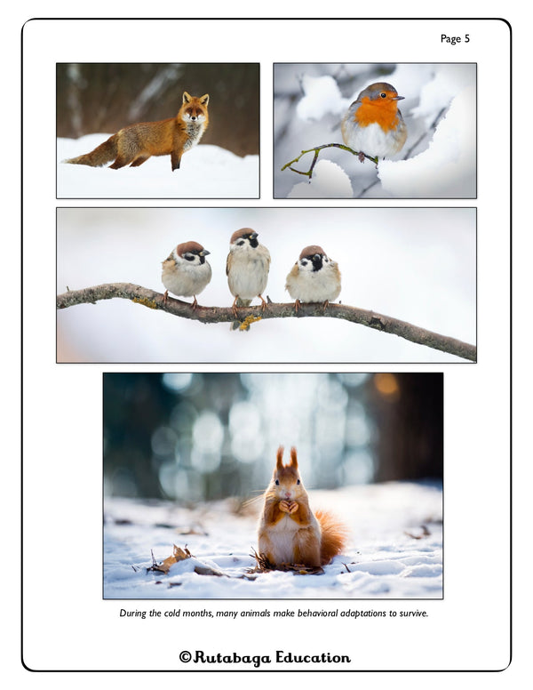 A photo showing various forest animals in the winter.