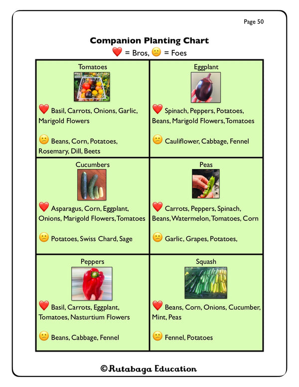 A diagram that shows the appopriate plants to place next to each other when companion planting in a garden.