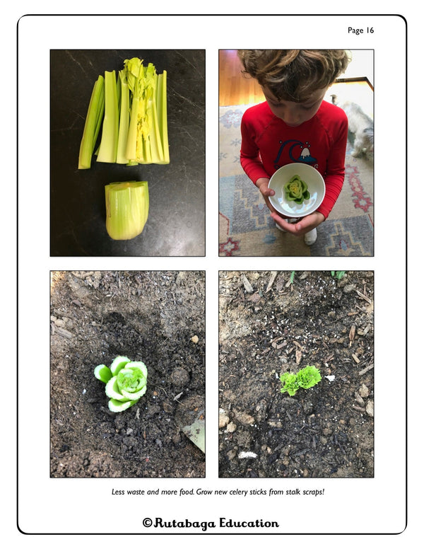 Four images showing how you can grow new celery plants from celery scraps.
