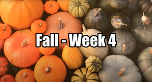 A close up shot of a variety of different pumpkins.