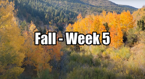 A mountain landscape shot showing leaves changing color in the fall.
