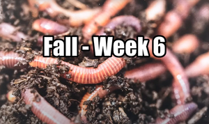 A close up shot of earthworms in the soil.