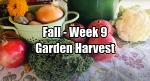 A collection of fall vegetables that have been harvested from the garden.