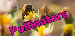 A close-up shot of a bumble bee on a flower.