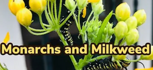 A close up shot of Monarch caterpillars on a Milkweed plant.