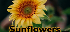 A close up shot of a sunflower.