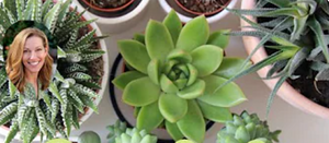 Close up shots of various succulent plants. Kaitlin Mitchell's headshot is also in the corner of the image.