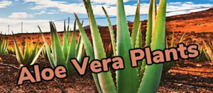 A row of aloe vera plants growing outside in a desert landscape.